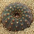 Frailea castanea Seeds - Rare Exotic Cactus Succulent - Combined Global Shipping NEW
