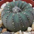 Frailea castanea - 5 Seed Pack - Rare Exotic Cactus Succulent - Combined Global Shipping NEW