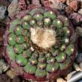 Frailea cataphracta - 5 Seed Pack - Rare Exotic Cactus Succulent - Combined Global Shipping NEW