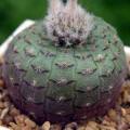 Frailea cataphracta - 5 Seed Pack - Rare Exotic Cactus Succulent - Combined Global Shipping NEW