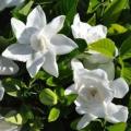 Gardenia jasminoides - 4 Seeds - Cape Jasmine Tree or Shrub, NEW