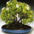 Gardenia jasminoides - Cape Jasmine Bonsai - 5 Seeds + FREE Gifts Seeds + Bonsai eBook, NEW
