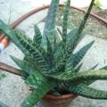 5 Gasteria pulchra Seeds - Indigenous South African Endemic Succulent - Combined Ship Rate