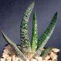 5 Gasteria pulchra Seeds - Indigenous South African Endemic Succulent - Combined Ship Rate