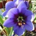 10+ Geissorhiza splendidissima Seeds - Indigenous South African Perennial Bulb - Combined Shipping