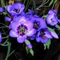 10+ Geissorhiza splendidissima Seeds - Indigenous South African Perennial Bulb - Combined Shipping