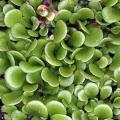 Carnivorous Corkscrew Plant - Genlisea hispidula Seeds - Indignous to South Africa
