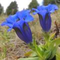 Gentiana acaulis Seeds - Trumpet Gentian Seeds - Perennial Seeds for Sale in South Africa