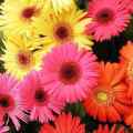 Gerbera jamesonii, Barberton Daisy Seeds - Indigenous Perennial Combined Global Shipping- New