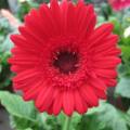 Gerbera jamesonii, Barberton Daisy Seeds - Indigenous Perennial Combined Global Shipping- New