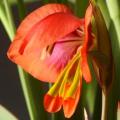 Gladiolus equitans Seeds - Indigenous South African Bulbous Plant - International Flat Ship Rate