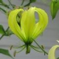 Gloriosa greenii Seeds - Beautiful & Rare Indigenous Tuberous Perennial Climber Vine - NEW