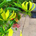 Gloriosa greenii - 5 Seed Pack - Beautiful & Rare Indigenous Tuberous Perennial Climber Vine - NEW