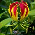 Gloriosa superba - Flame Lily Seeds - Indigenous Bulbous Perennial Climber Vine - NEW