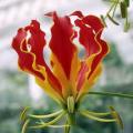 Gloriosa superba - Flame Lily - 15 Seed Pack - Indigenous Bulbous Perennial Climber Vine - NEW