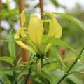10 Gloriosa superba - Yellow Flame Lily Seeds - Indigenous Bulbous Perennial Climber Vine - NEW