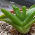Glottiphyllum herrei Seeds - Tongue Plant - Indigenous South African Mesemb Succulent Seeds