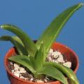 Glottiphyllum herrei Seeds - Tongue Plant - Indigenous South African Mesemb Succulent Seeds