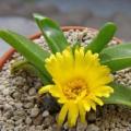 10 Glottiphyllum suave Seeds - Tongue Plant - Indigenous South African Mesemb Succulent Seeds