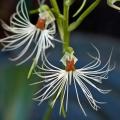 10+ Habenaria medusa Seeds - Exotic Indonesian Perennial Orchid - Global Combined Shipping