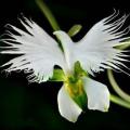 Habenaria radiata Seeds - Pecteilis radiata - White Egret Flower - Exotic Perennial Orchid