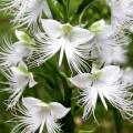 10+ Habenaria radiata Seeds - Pecteilis radiata - White Egret Flower - Exotic Perennial Orchid