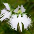 10+ Habenaria radiata Seeds - Pecteilis radiata - White Egret Flower - Exotic Perennial Orchid
