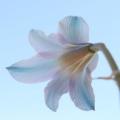 10 Habranthus caeruleus Seeds - Blue Rain Lily - Rare Perennial Bulbous Plant - Global Shipping