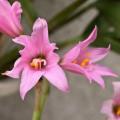 10 Habranthus gracilifolius Seeds - Rain Lily - Perennial Bulbous Plant - Global Shipping