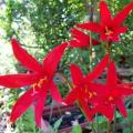 5 Habranthus ruber Seeds - Rain Lily - Rare Perennial Bulbous Plant - Global Shipping