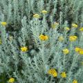 10 Imphepho - Helichrysum odoratissimum Seeds - Indigenous Medicinal Ethnobotanical