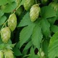 Hops - The Plant Beer Is Made From - Humulus lupulus - 10 Seed Pack - Perennial Climber - New