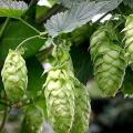 Hops - The Plant Beer Is Made From - Humulus lupulus - 10 Seed Pack - Perennial Climber - New