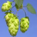 Hops - The Plant Beer Is Made From - Humulus lupulus Seeds - Perennial Climber - New