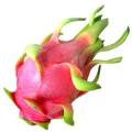 10 Hylocereus undatus Seeds - Dragonfruit, White Pitaya Succulent Cactus Edible Fruit - Combined Del