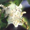 5 Indigofera natalensis Seeds - Indigenous South African Flowering Shrub