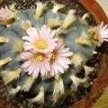 Peyote Cactus, Lophophora williamsii - 5 Seed Pack - RARE - Ethnobotanical Exotic Succulent - NEW