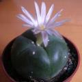 Peyote Cactus, Lophophora williamsii - 5 Seed Pack - RARE - Ethnobotanical Exotic Succulent