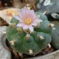 Peyote Cactus, Lophophora williamsii Seeds - RARE - Ethnobotanical Exotic Succulent - NEW