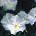 5 Moonflower - Ipomoea noctiflora Seeds - Scented Night-Flowering Perennial Vine