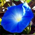 Ipomoea tricolor - Heavenly Blue Morning Glory  - 5 Seed Pack - Exotic Climber Vine