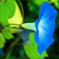 Ipomoea tricolor - Heavenly Blue Morning Glory  - 5 Seed Pack - Exotic Climber Vine