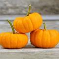 5 Jack Be Little Pumpkin Seeds - Vegetable - Combined Flat Rate Shipping