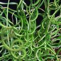 Juncus effusus Spiralis - Corkscrew Rush Seeds - Indoor Perennial Curiosity Grass - New