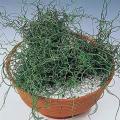 Juncus effusus Spiralis - Corkscrew Rush Seeds - Indoor Perennial Curiosity Grass - New