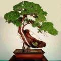 Juniperus chinensis, Chinese Juniper Evergreen Coniferous Bonsai Seeds + Bonsai eBook- Combined Ship