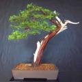 Juniperus chinensis, Chinese Juniper Evergreen Coniferous Bonsai Seeds + Bonsai eBook- Combined Ship