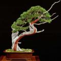 5 Juniperus virginiana - Eastern Juniper Bonsai Seeds + Bonsai eBook - Combined Shipping