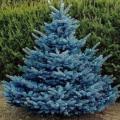 Picea pungens glauca - 5 Seeds - Colorado Blue Spruce Tree or Shrub