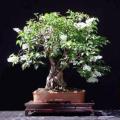 Electric White - Kunzea ambigua Bonsai - 20+ Seeds + FREE Gifts Seeds + Bonsai eBook, NEW